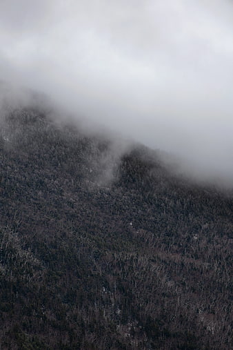 Misty Mountain Forest Landscape in Grayscale