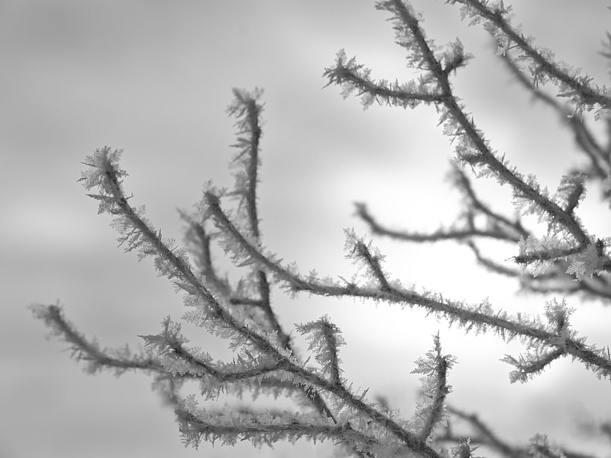 Frosted Pine Branches in Black and White Winter Photography
