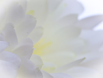 Abstract White Flower Petals with Soft Yellow Center