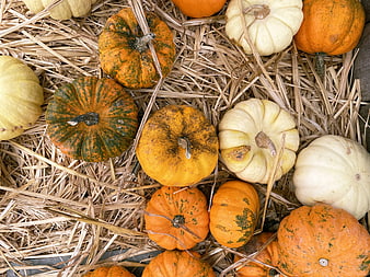 Top View of Orange and White Pumpkins on Hay
