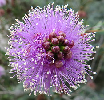 Close-up of Purple Mimosa Flower with White Stamen