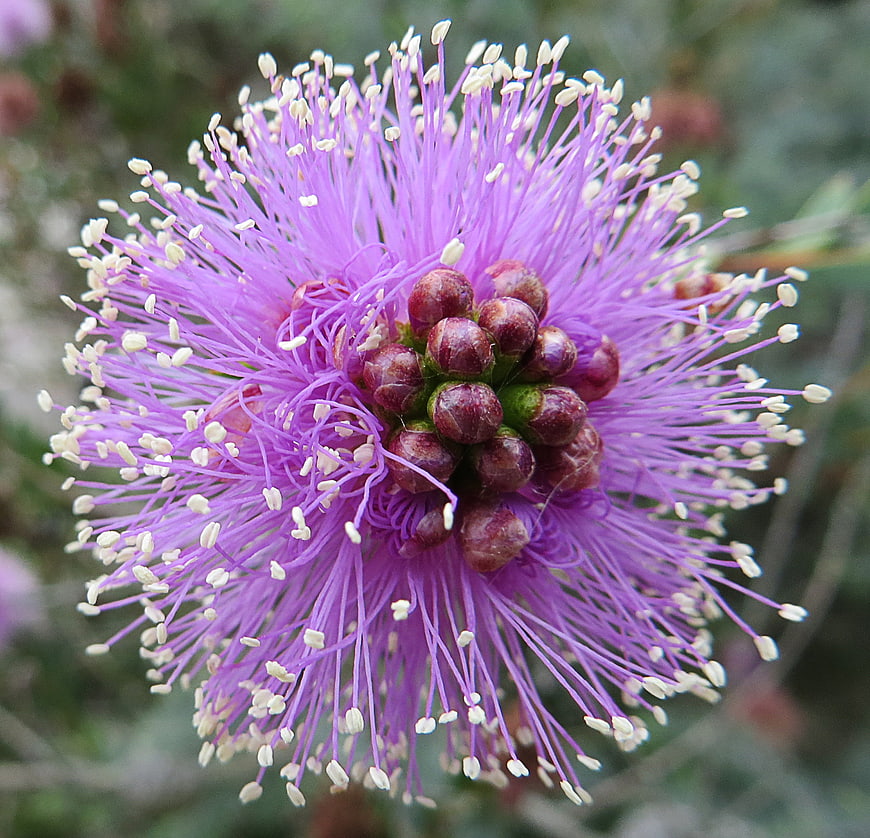Close-up of Purple Mimosa Flower with White Stamen