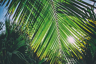 Sunny Palm Fronds Backlit by Bright Sunlight
