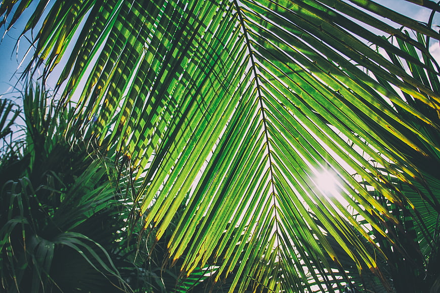 Sunny Palm Fronds Backlit by Bright Sunlight