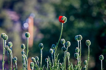 Single Red Poppy Bud Blooming Among Green Buds