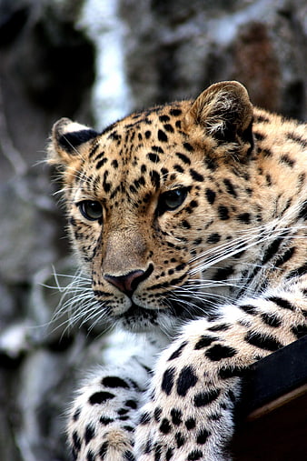 Close-up Portrait of a Leopard Resting on a Branch