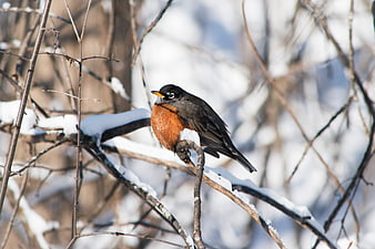 American Robin Perched on Snowy Winter Branch