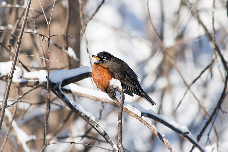 American Robin Perched on Snowy Winter Branch