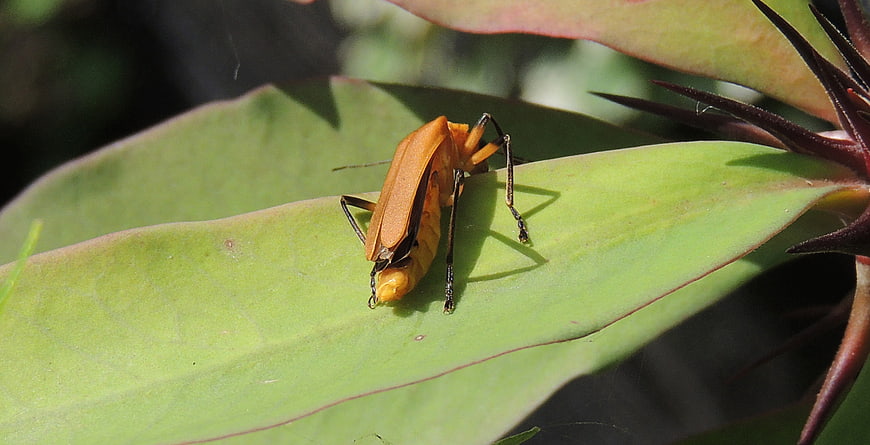 Close-up of orange beetle on green leaf in sunlight