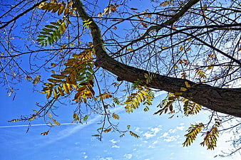 Low angle view of autumn tree branches against blue sky