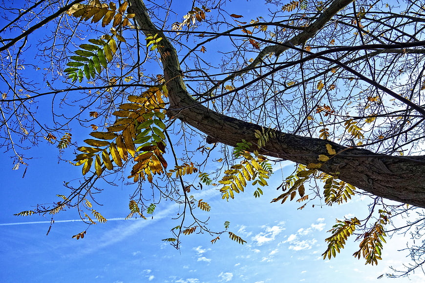 Low angle view of autumn tree branches against blue sky