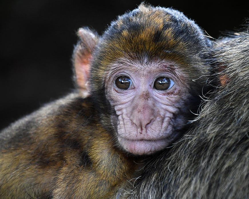 Close-up portrait of a baby Barbary macaque monkey