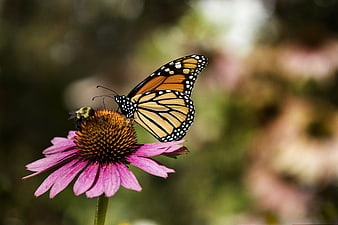 Monarch Butterfly and Bee on Purple Coneflower