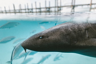 Close-up of a Nurse Shark Swimming Underwater in a Turquoise Tank