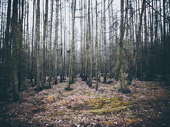 Misty Mossy Forest Path with Tall Pine Trees