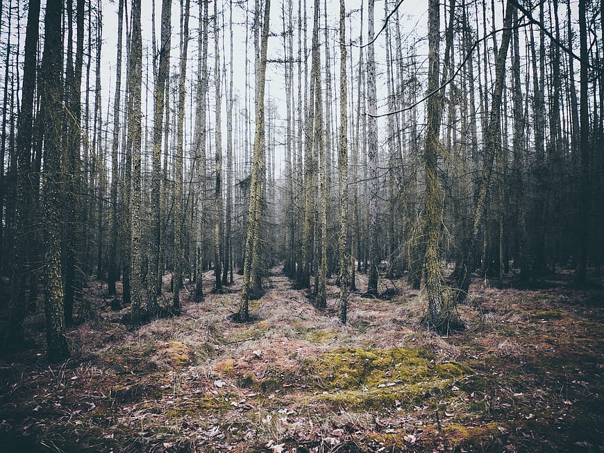 Misty Mossy Forest Path with Tall Pine Trees