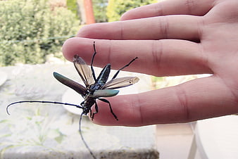 Large Longhorn Beetle with Wings Spread on Human Hand