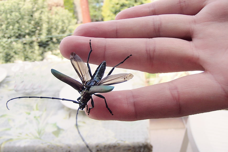 Large Longhorn Beetle with Wings Spread on Human Hand