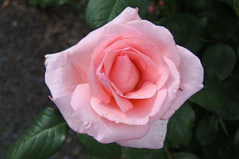 Close-up of a delicate pink rose with green leaves