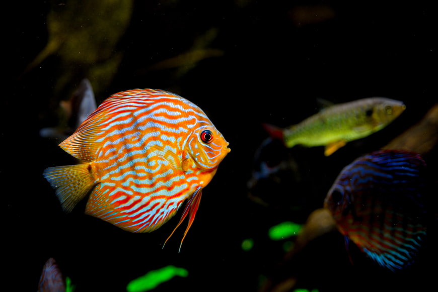 Vibrant Orange and Blue Discus Fish in Dark Aquarium