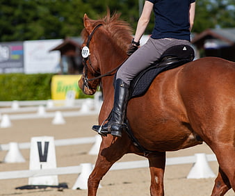 Rider on Chestnut Horse in Dressage Arena