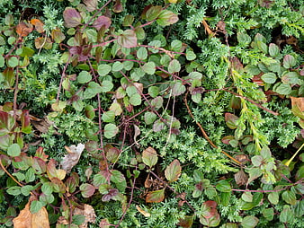 Top View of Green and Red Leaves on Garden Bed