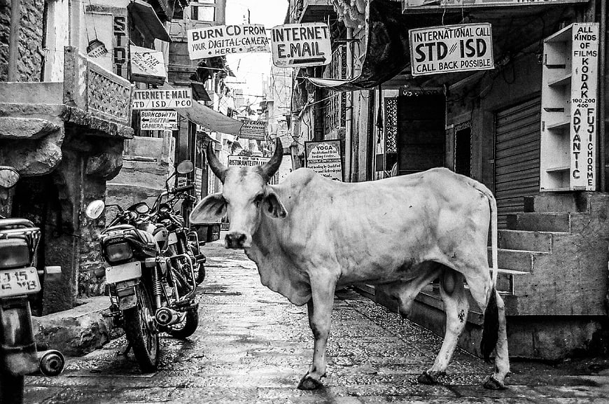 Black and white street photography of a cow in an Indian alley