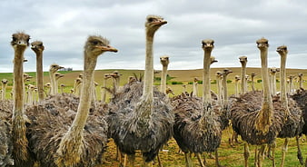 Flock of Ostriches Standing in Green Pasture