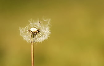 Close-up of a dandelion seed head against a blurred green background