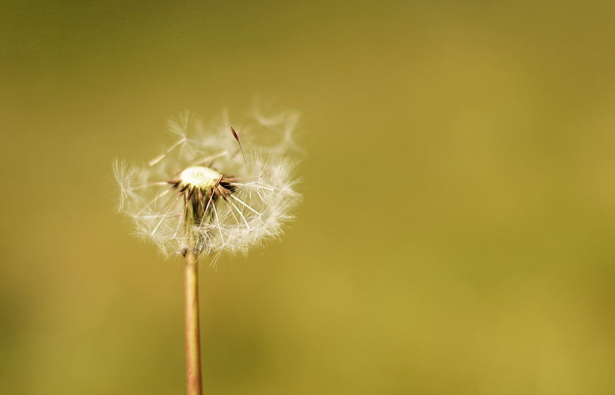 Close-up of a dandelion seed head against a blurred green background