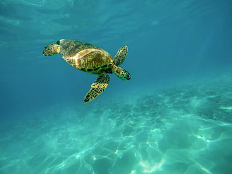 Sea turtle swimming underwater in clear blue ocean