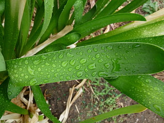 Close-up of green leaf with water droplets
