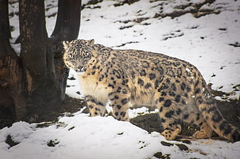 Snow Leopard Walking in Snowy Forest