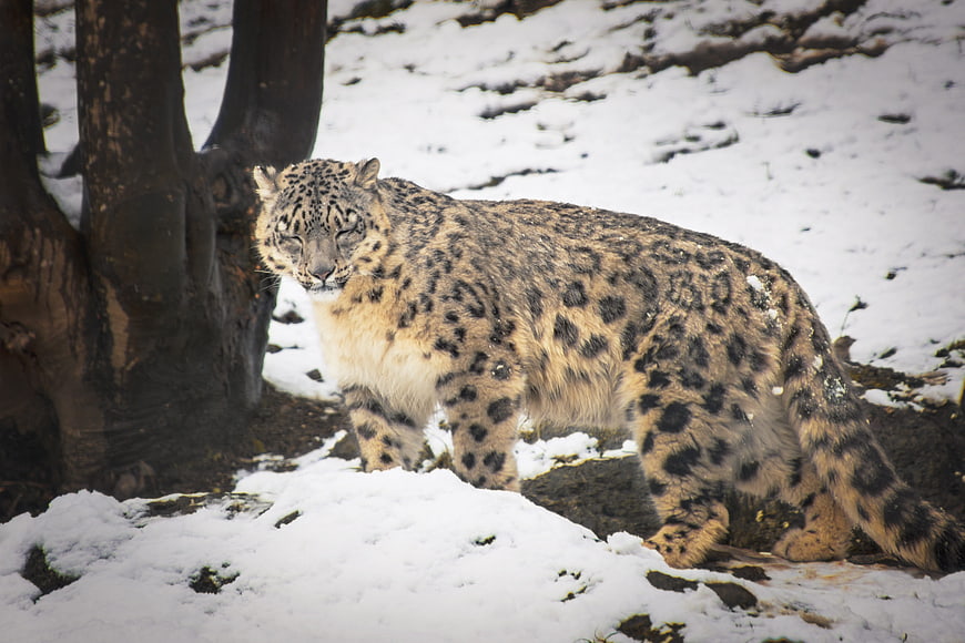 Snow Leopard Walking in Snowy Forest