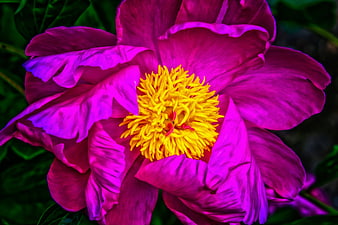 Vibrant Pink Peony with Yellow Center Close Up