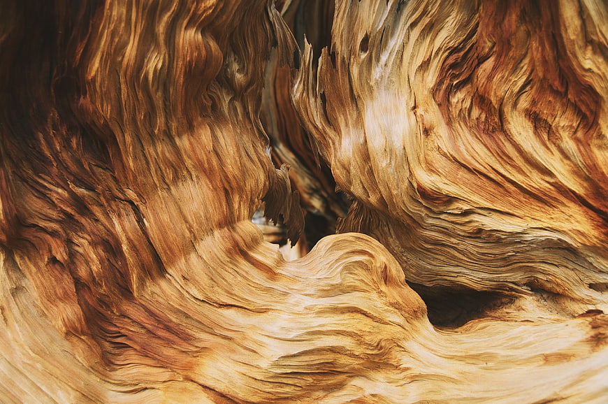 Abstract Close-Up of Weathered Wood Grain Texture