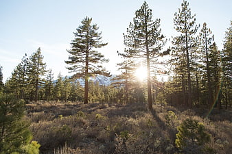 Sunlight shining through pine trees in a forest landscape