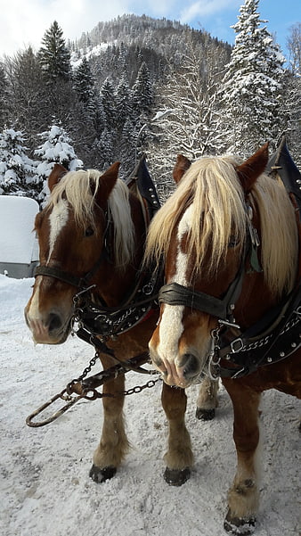 Two brown horses with blonde manes in snowy winter landscape
