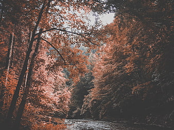 Autumn Forest Stream with Rust-Colored Canopy
