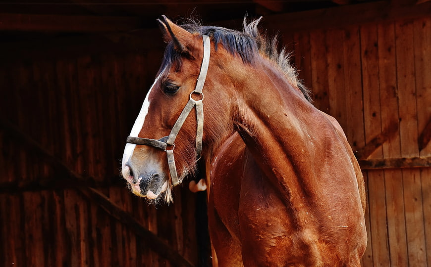 Brown Horse with White Blaze in Wooden Stable
