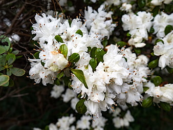 Close-up of blooming white rhododendron flowers on bush