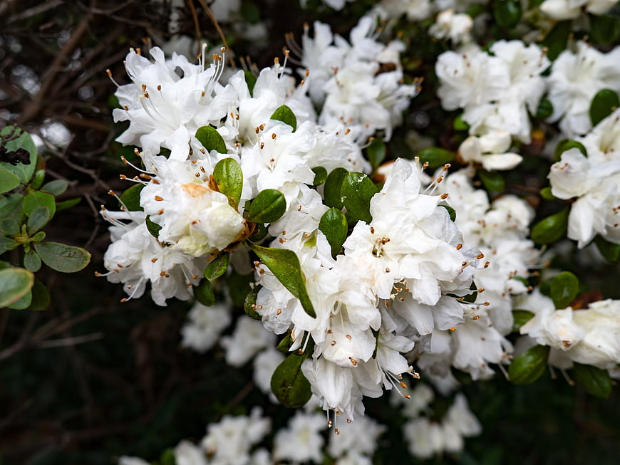 Close-up of blooming white rhododendron flowers on bush