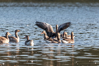 Flock of Greylag Geese Swimming in Lake with Spread Wings