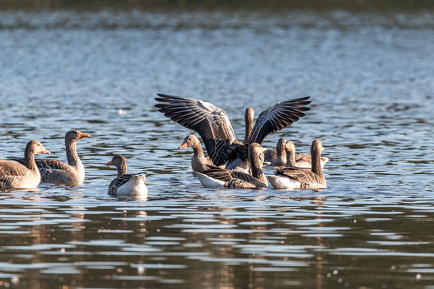 Flock of Greylag Geese Swimming in Lake with Spread Wings