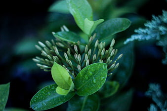 Close-up of green flower buds with raindrops on leaves