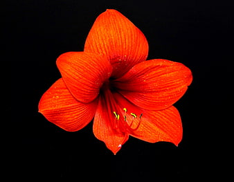 Vibrant Red Amaryllis Flower on Black Background