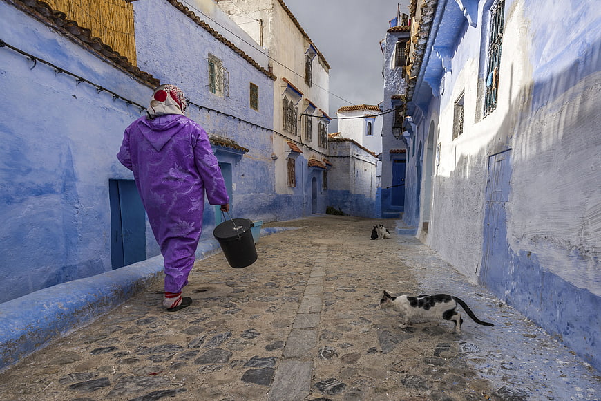 Woman in purple walking down blue alley with cats