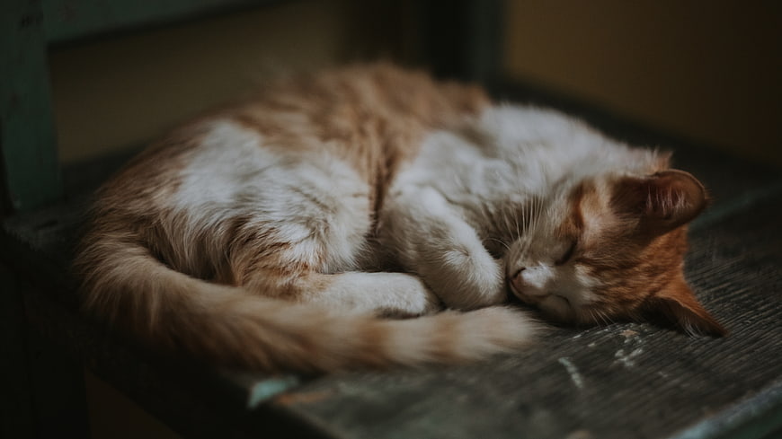 Sleeping Orange and White Cat on Wooden Bench