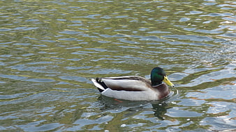 Male Mallard Duck Swimming in Rippling Pond Water