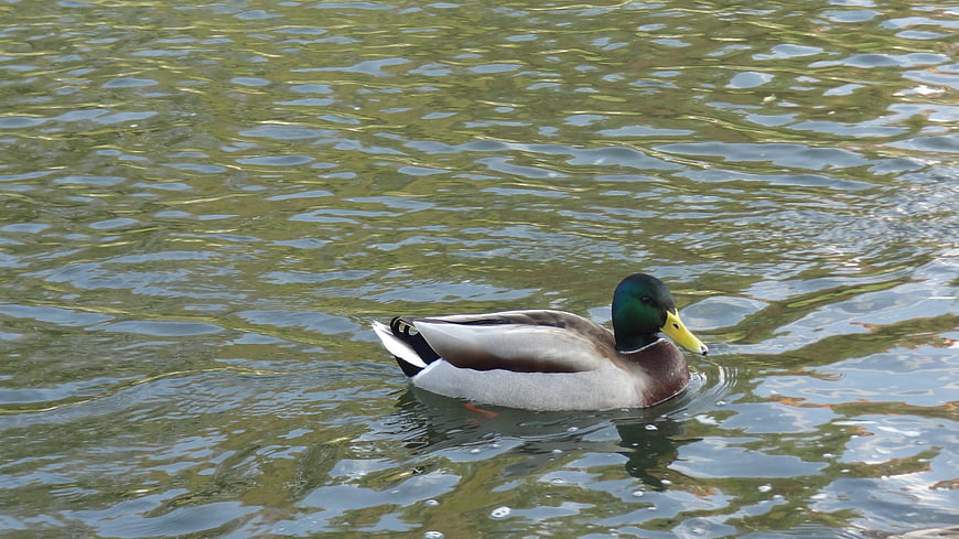 Male Mallard Duck Swimming in Rippling Pond Water